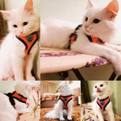 Pet Harness Zendrop