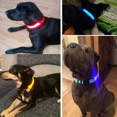 Pet Led Collar Zendrop